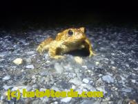 /home//u458753944/public_html/sourcegallery///Roxborough Toad Detour/2013-2019/2014/2014-04-07/P1140911.JPG